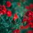 mohsensaadatzadeh77@gmail