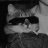 aiireza_null